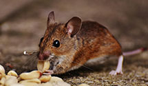 24 Hour & Emergency Exterminators in East Buffalo, PA